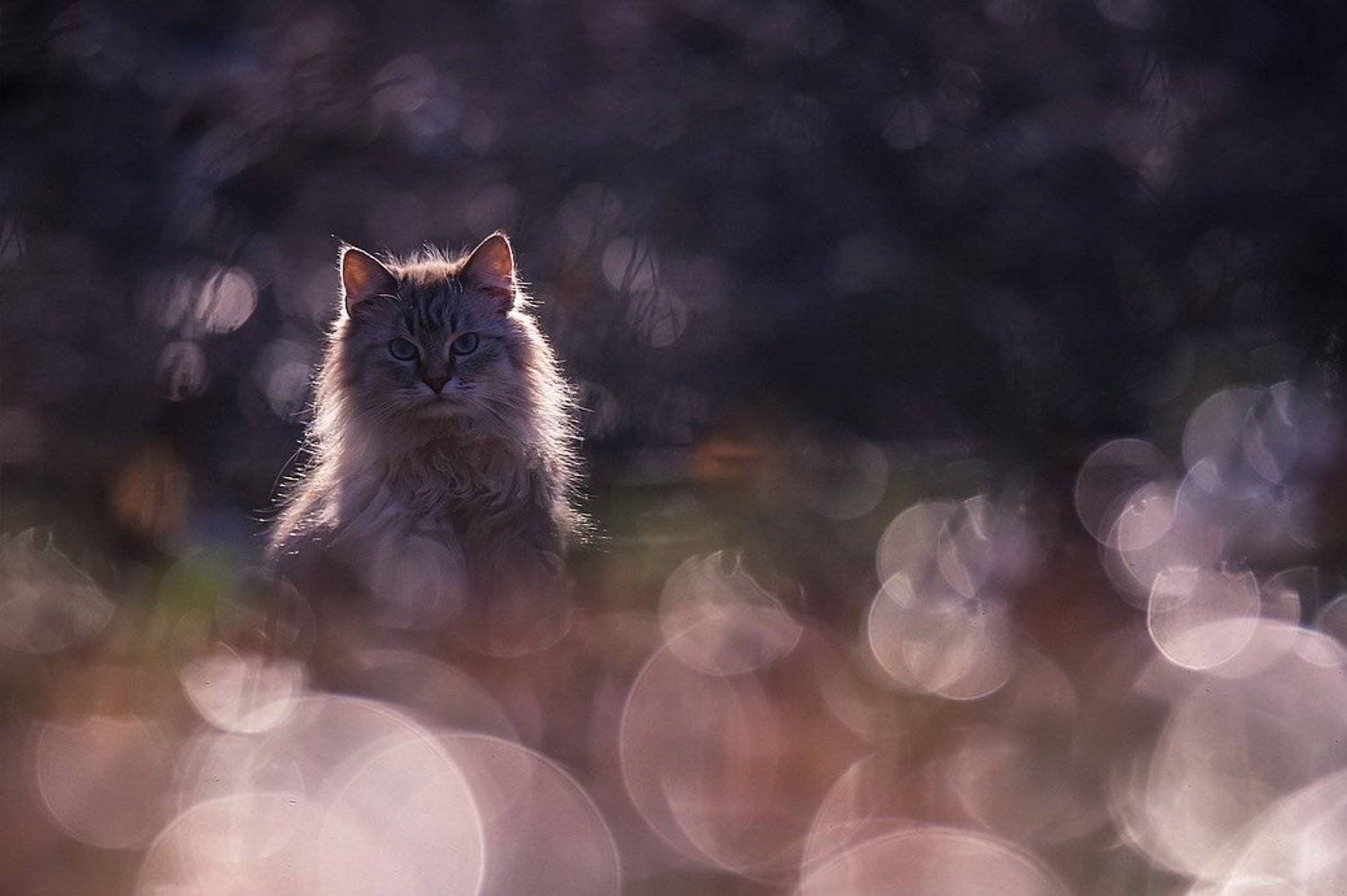 , Вячеслав Мищенко