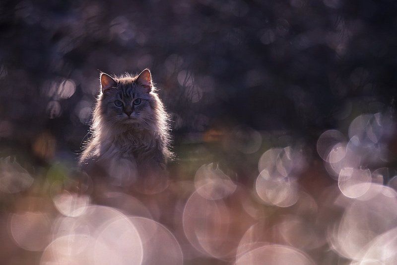 Солнечный фото превью