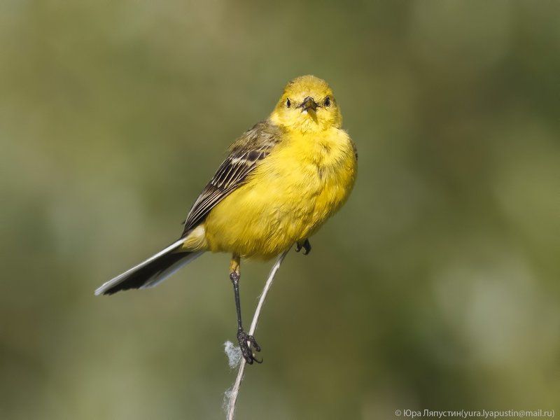 Трясогузка Yellow-backed Wagtail. фото превью
