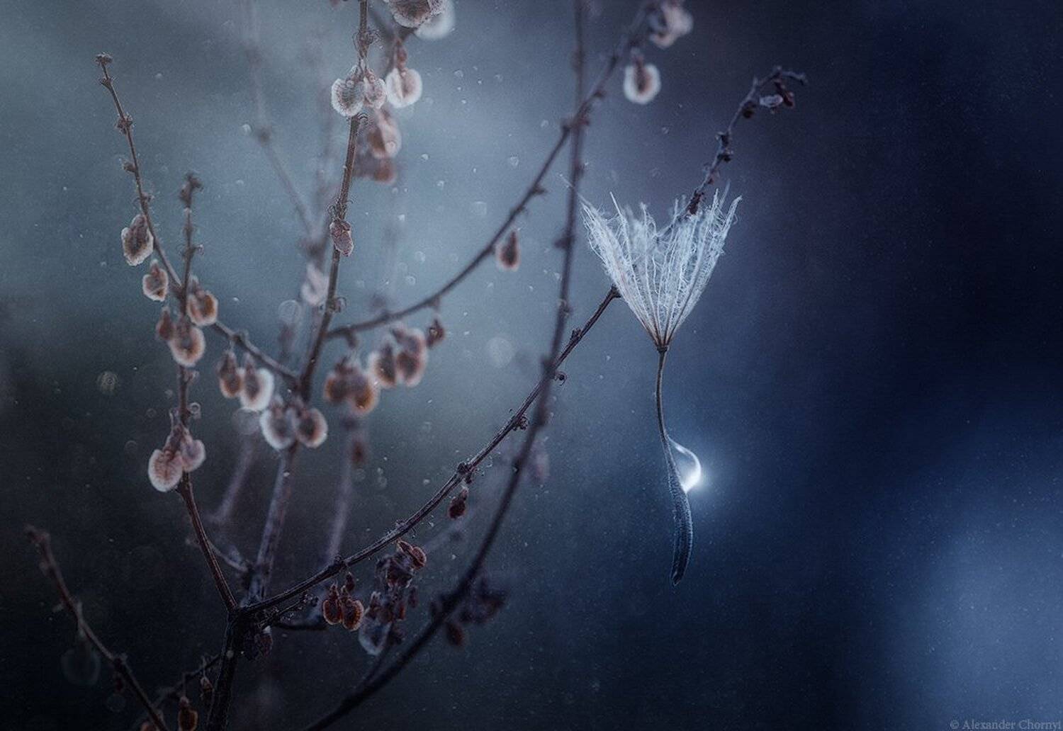 Коростышев, Макро, Макро истории, Макро красота, Макро мир, Макро фото, Украина, Александр Чорный