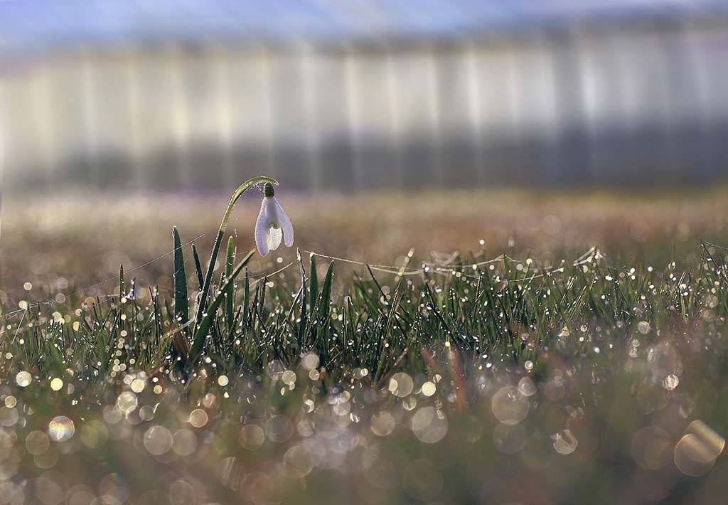 Цветы,подснежник,белые,,хододно,весна,листья,зеленые,,ранняя,весенний,красивые, Виктор