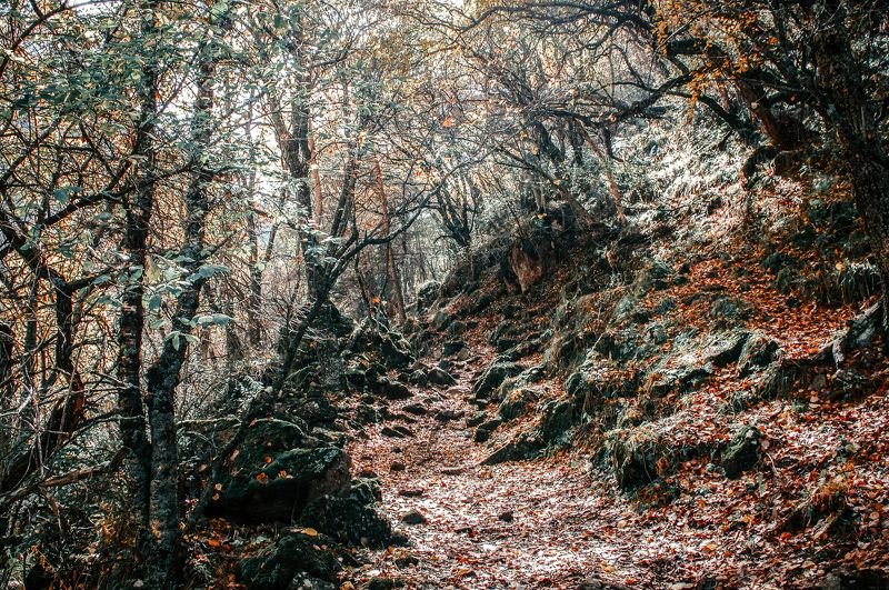 В горном лесу  фото превью