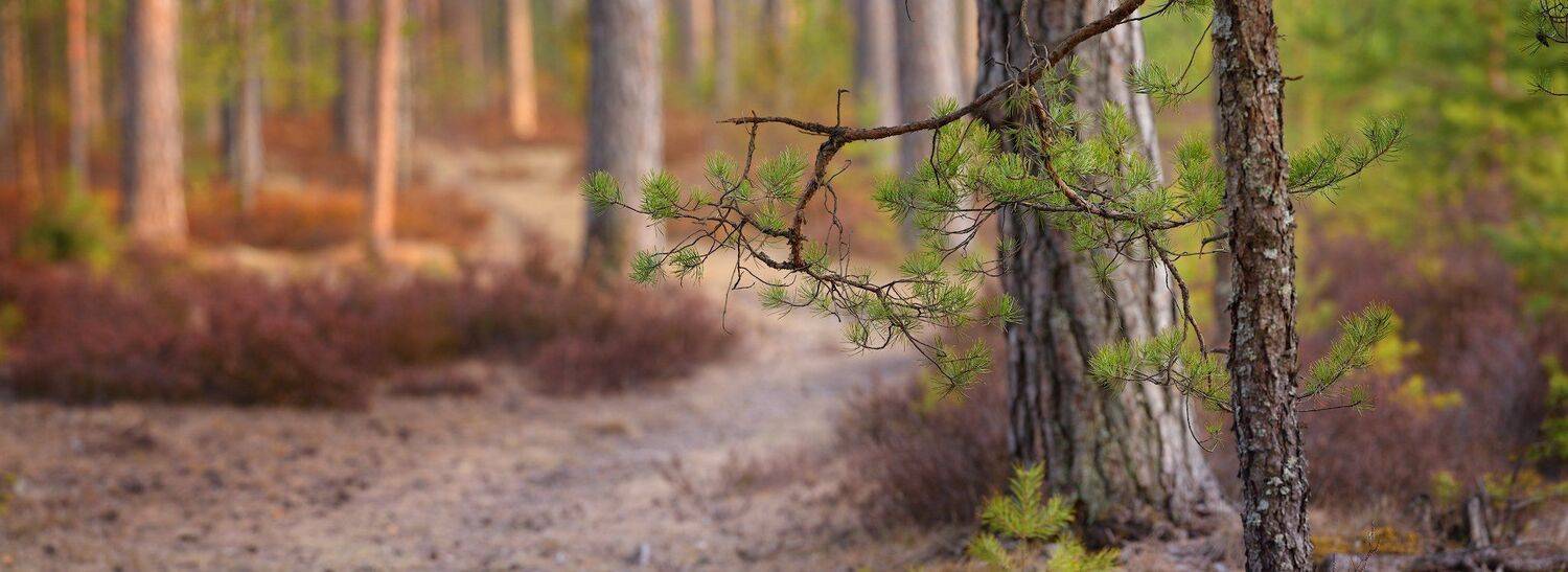 nikon 800 70-200/2.8 , Алексей Мельситов