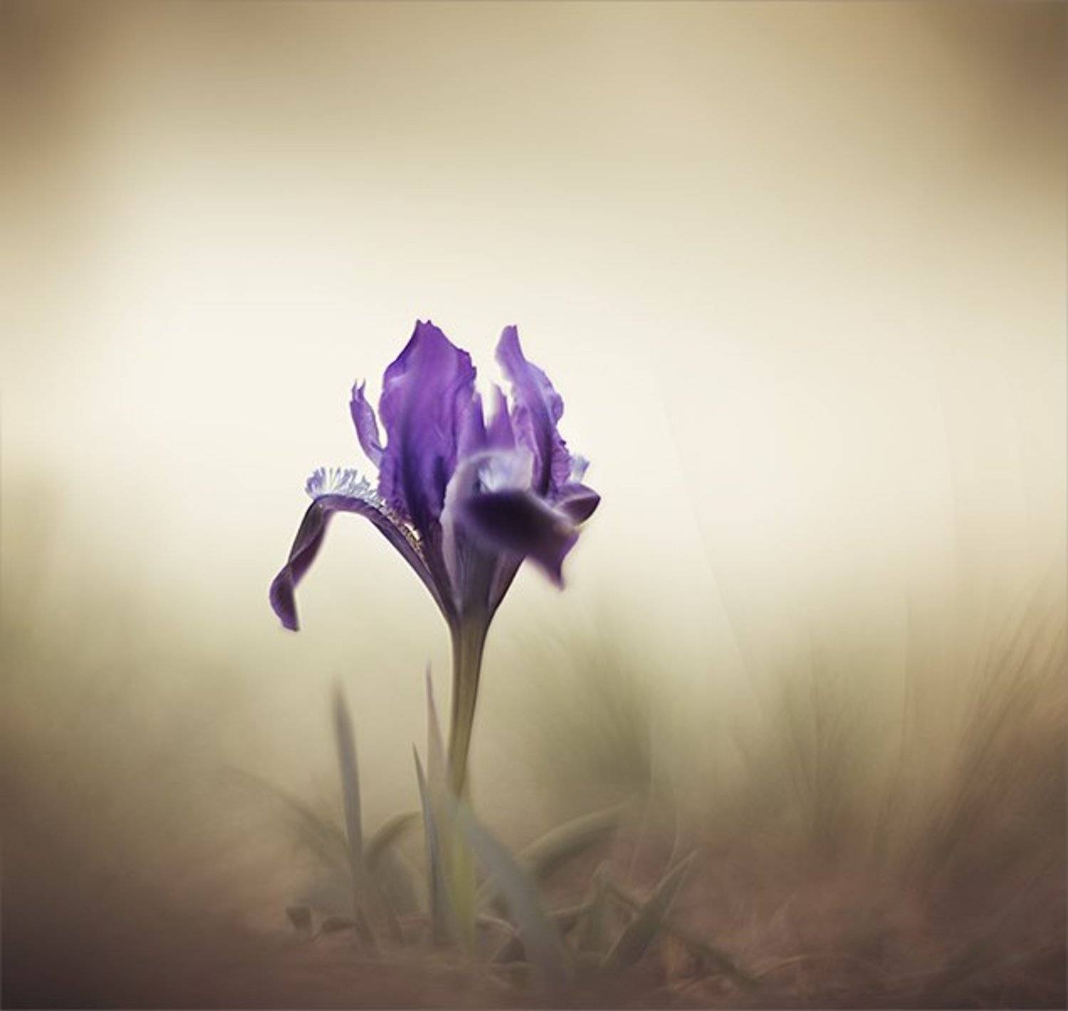 , Наталья Ова