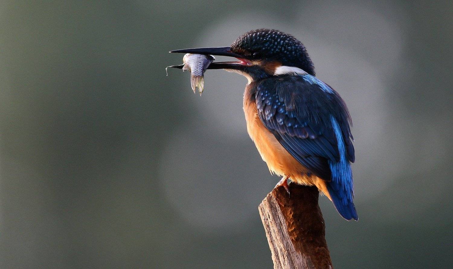#bird, #birds, #fauna, #kingfisher, #nature, #Rostov region, #wildlife, #зимородок, #природа, #птицы, #Ростов-на-Дону, #Ростовская обл., #фауна, Константин Слободчук