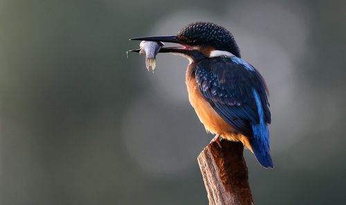 Зимородок с уловом