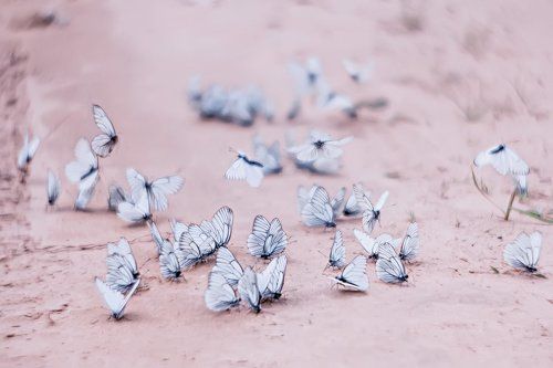 Вальс бабочек