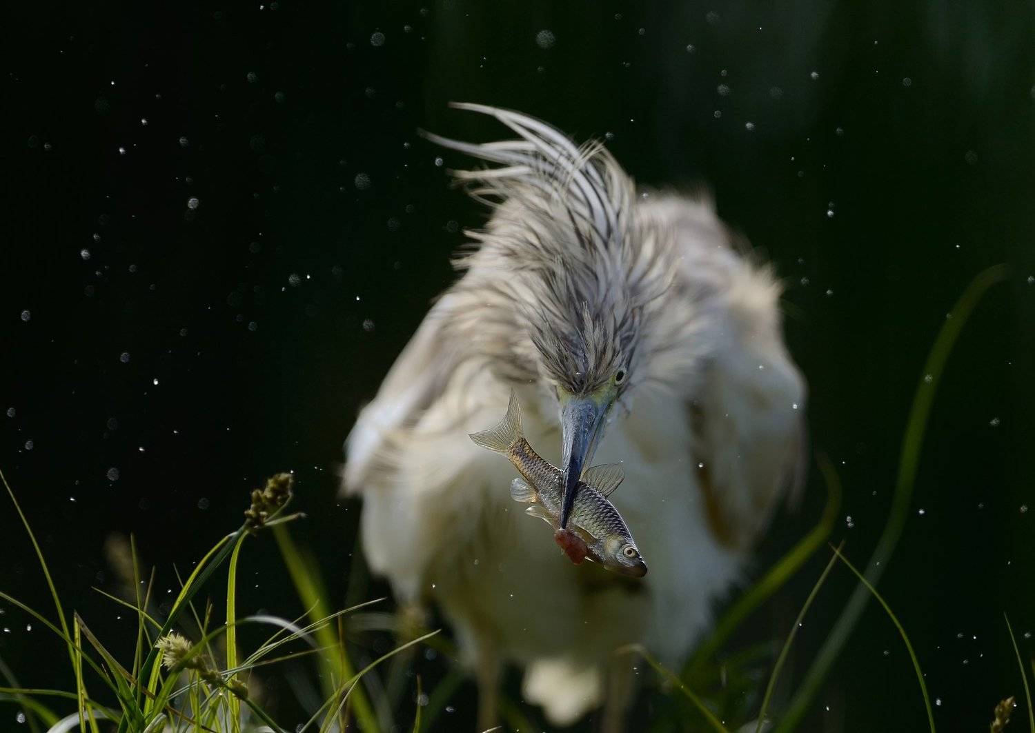 Heron, Жёлтая цапля, Radoslav Tsvetkov