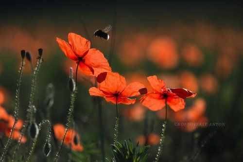 Полёт шмеля