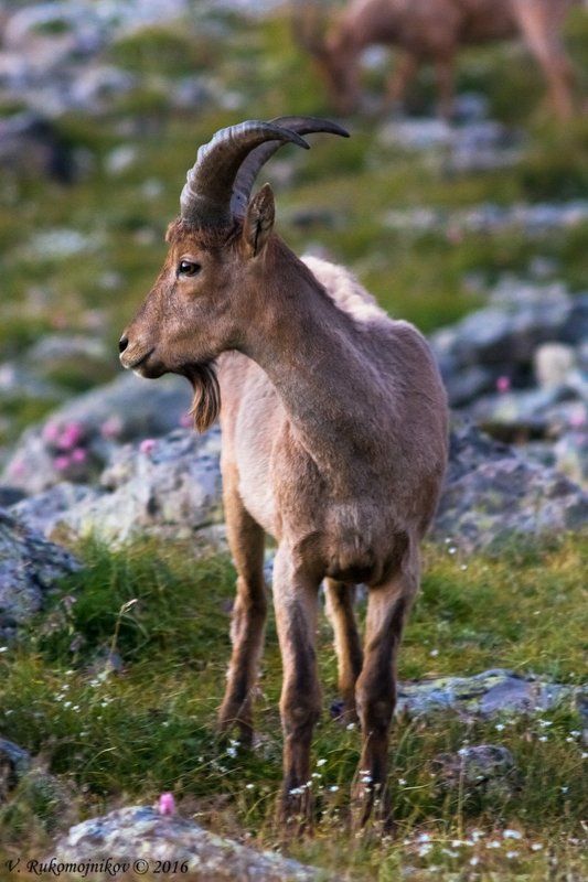 Дикая природа, Дикие животные, Животные, Фотоохота Вожак фото превью
