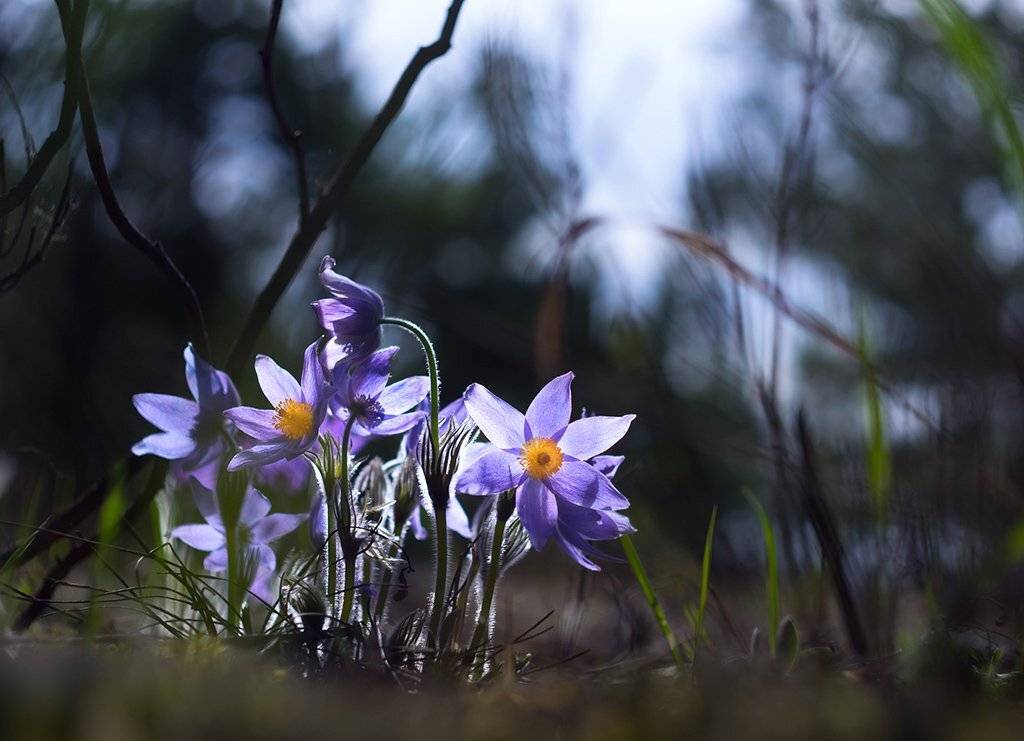 , Валерия Зверева