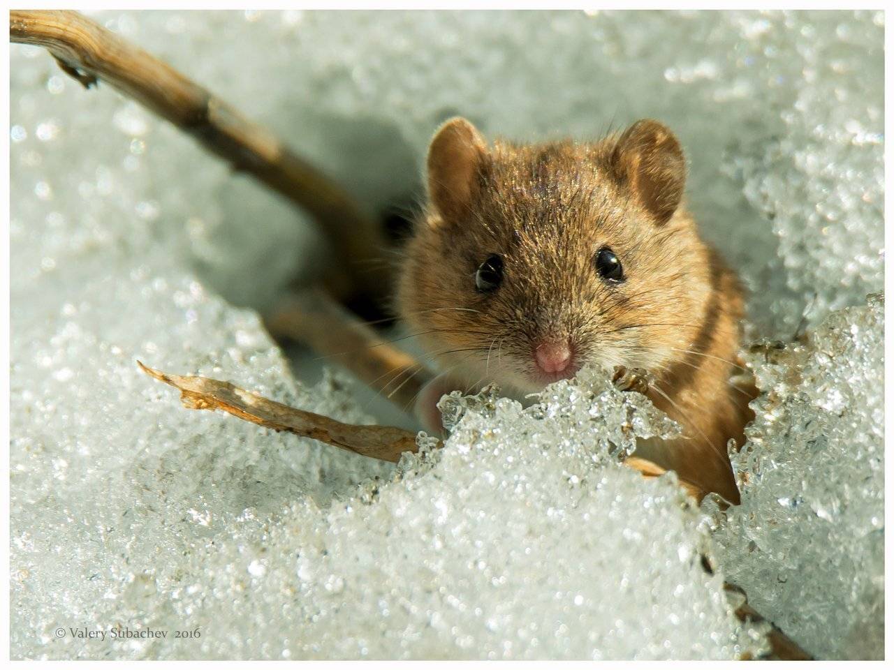 , Валерий Субачев