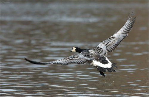 Белощёкая казарка