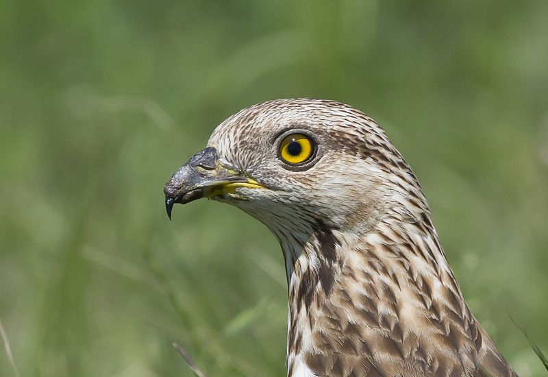 Осоед, дневные, хищные, птицы Портрет осоеда фото превью