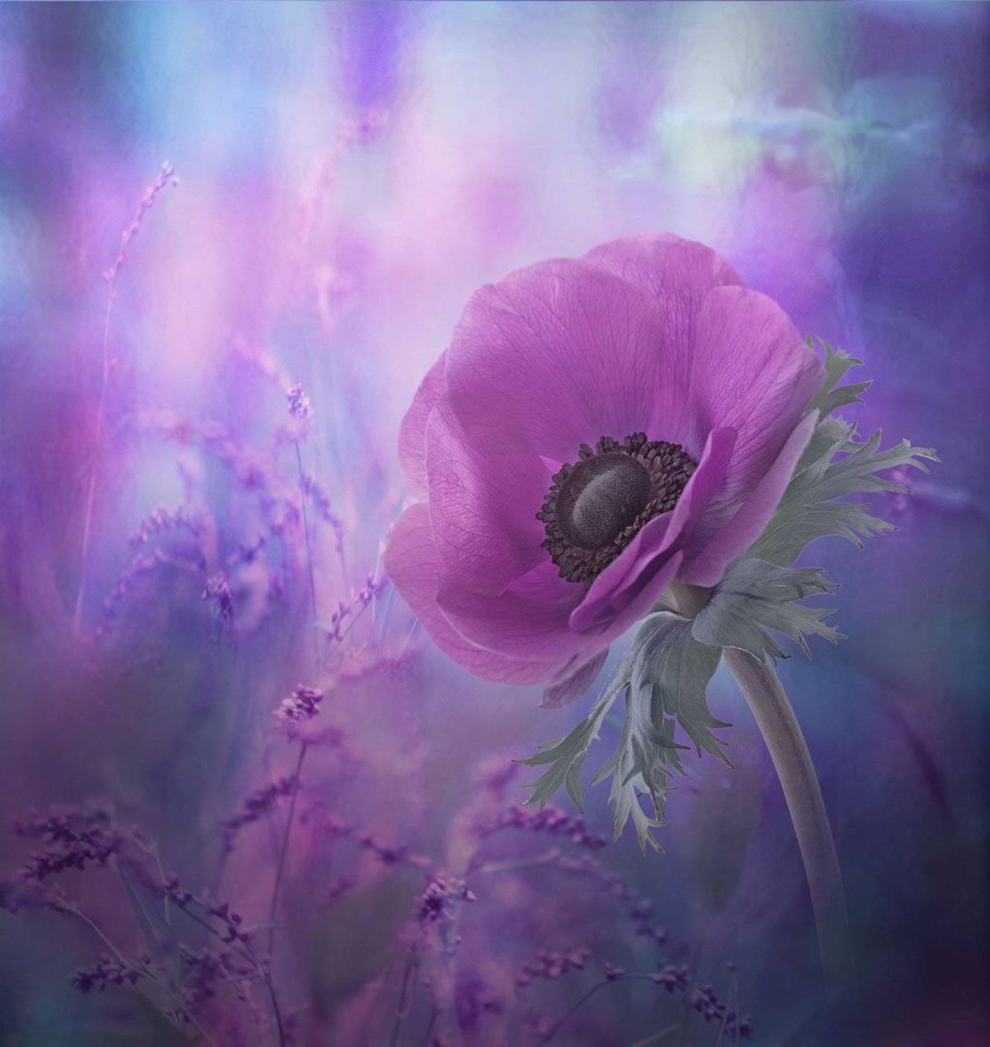 Лиловый цветок, Мак, Nataliorion