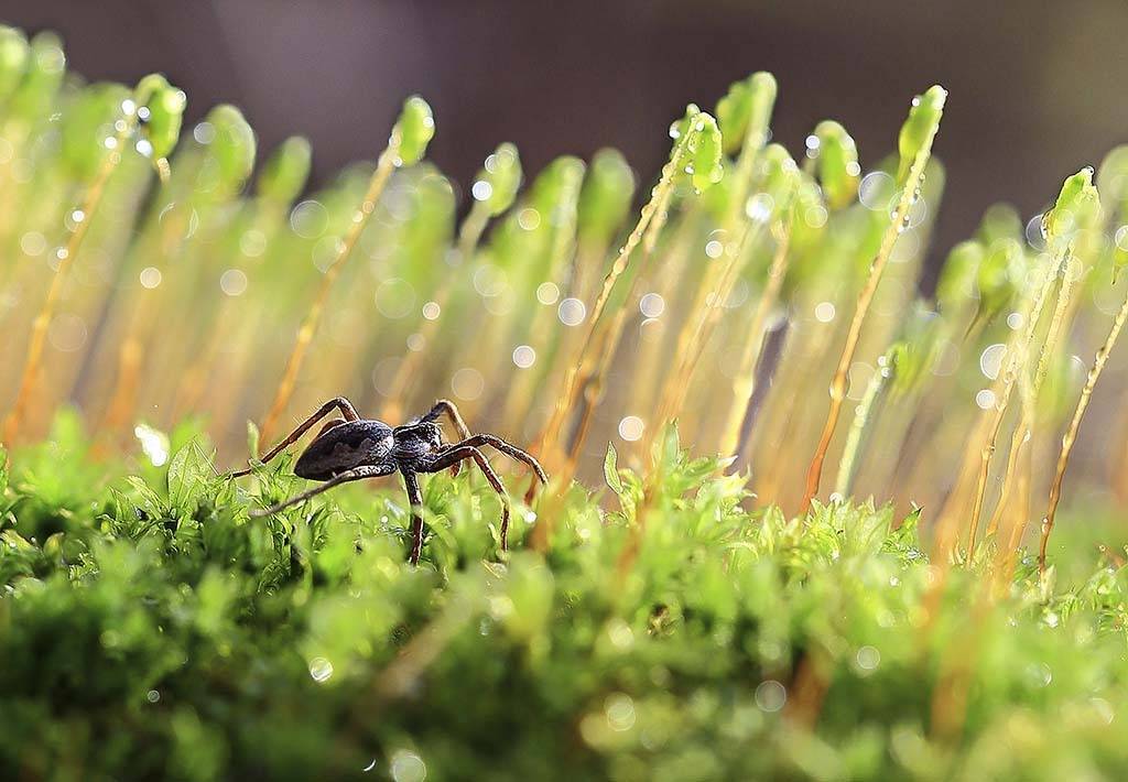 Весна, мох, Паук, лучи, вечер, боке, волшебное дерево, оно горит, вечер, солнце, красота, мох, цветущий;, Виктор