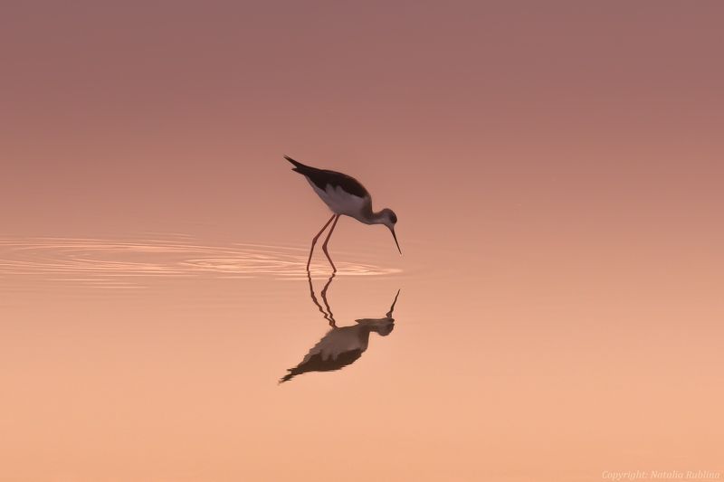 Животные, Озеро, Отражение, Природа, Птицы, Рассвет, Ходулочник Ходулочник на рассвете ... фото превью