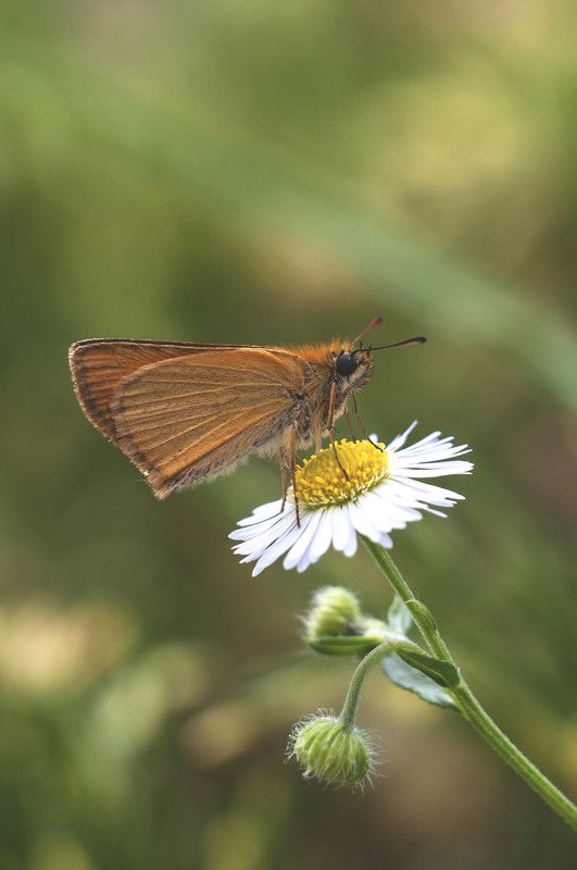 >>>. фото превью