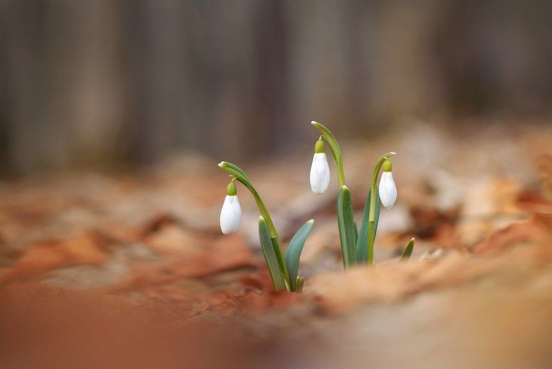Весна, Лес, Макро, Подснежник Третий лишний... фото превью