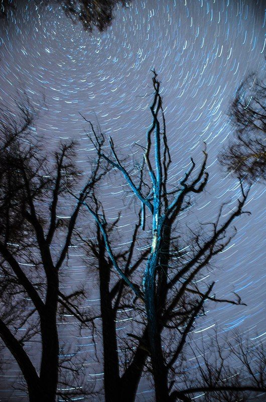 весна, ветви, дерево, звёзды, небо, ночь, таинство, треки Очень звёздное настроение фото превью