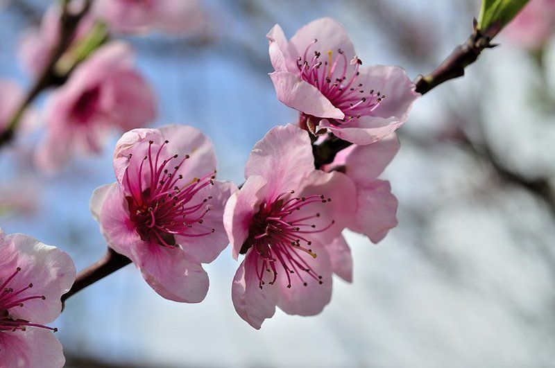 Весна фото превью