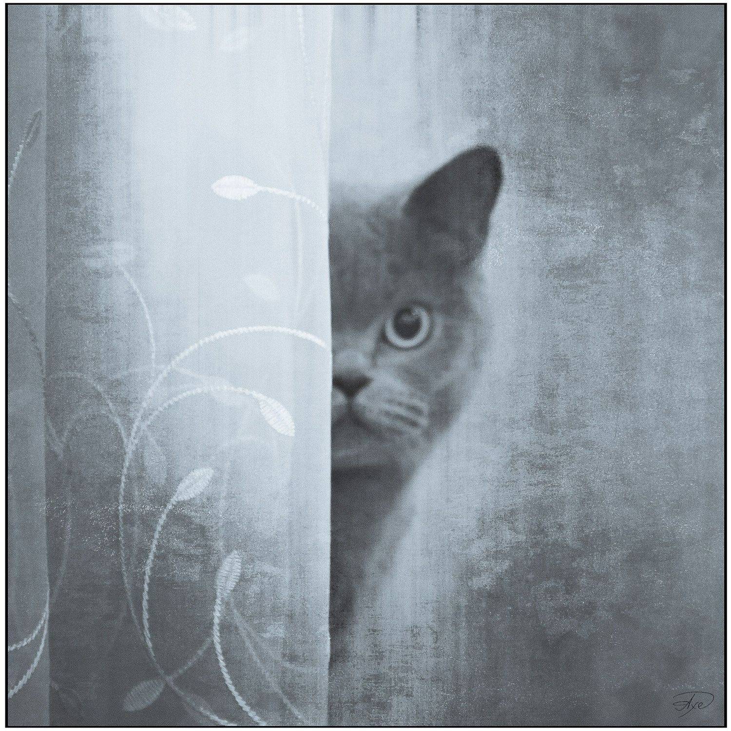 Animal, Black and white, Cat, Natural light, Руслан Болгов (Axe)