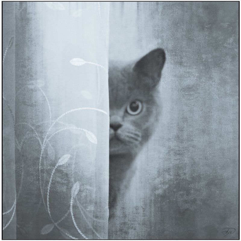 The watcher фото превью