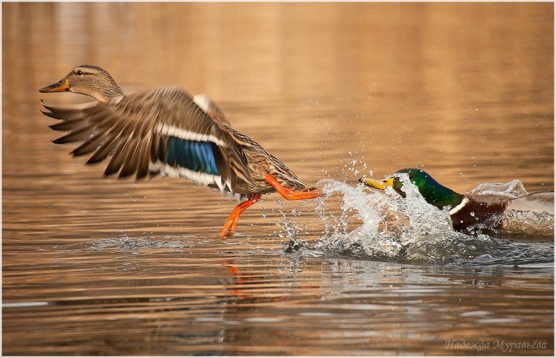 anas platyrhynchos, кряква - Позвольте ручку поцеловать! фото превью