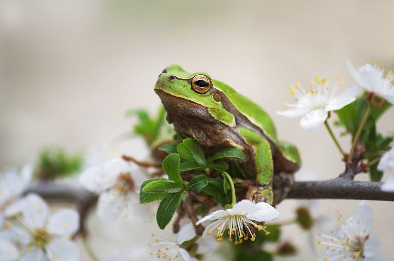 И я был когда-то принц фото превью