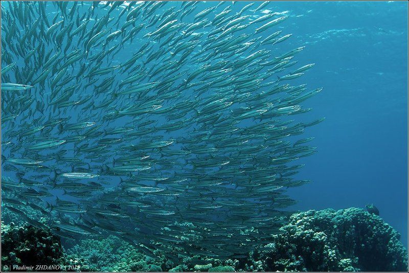 Барракуды барражировали барражировали, да не выбарражировали... фото превью
