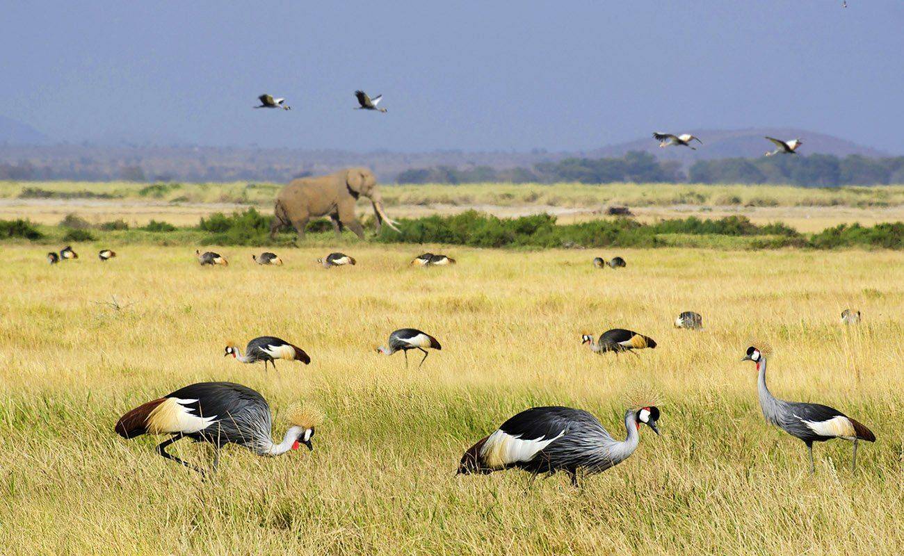 венценосные журавли, слоны, саванна, Марина Мудрова