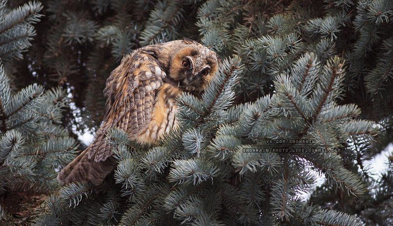 Birds, Birdsphoto, Owl, Wildlife, Wildlife photography, Анималистика, Сова, Фотоохота Проснулась. Ушастая сова фото превью