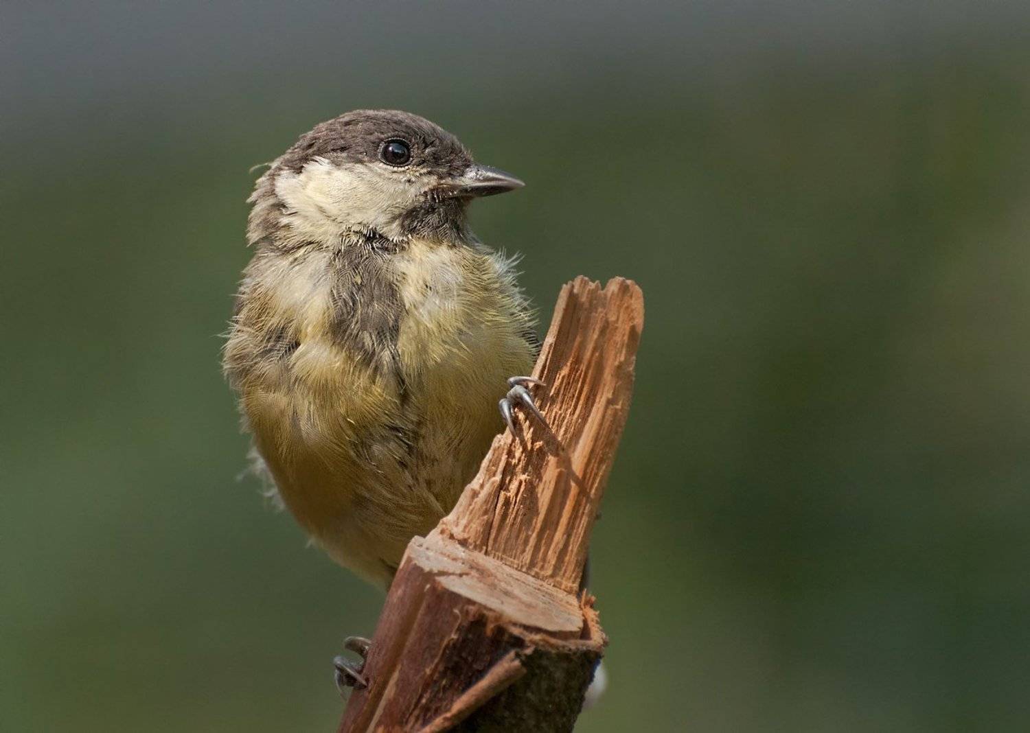 Лето, Птица, Синица, Олег Тыркин