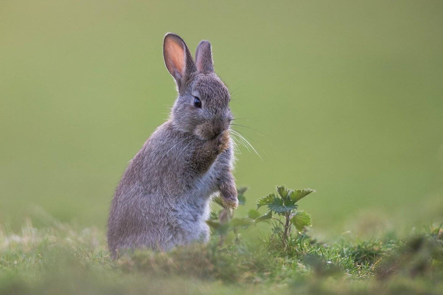 rabbit, Marcin Kaczmarkiewicz