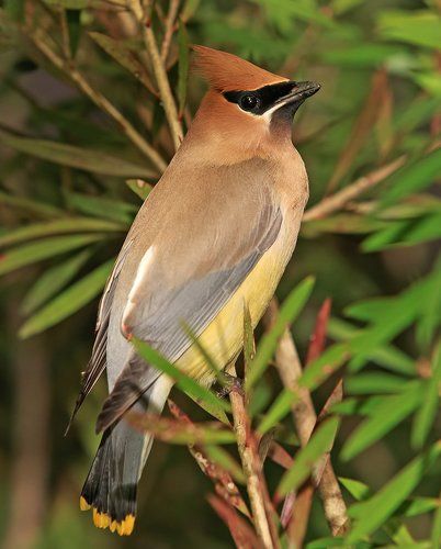 Американский свиристель - Cedar waxwing