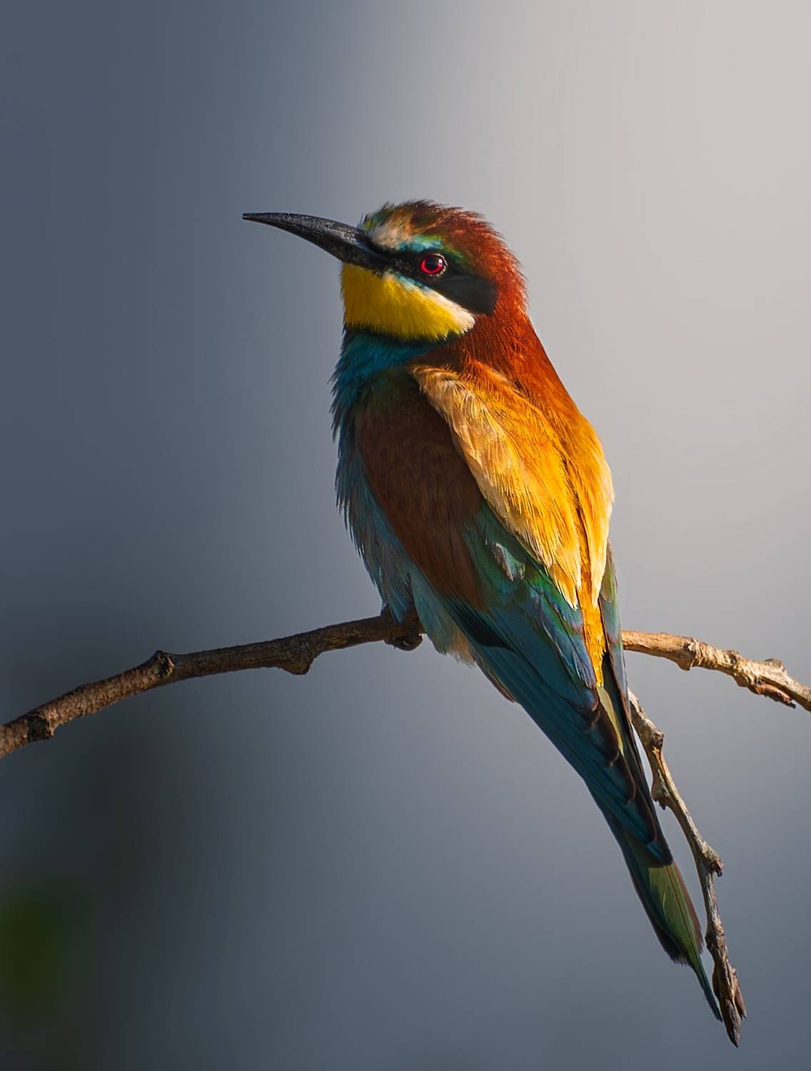 , Фото Александр