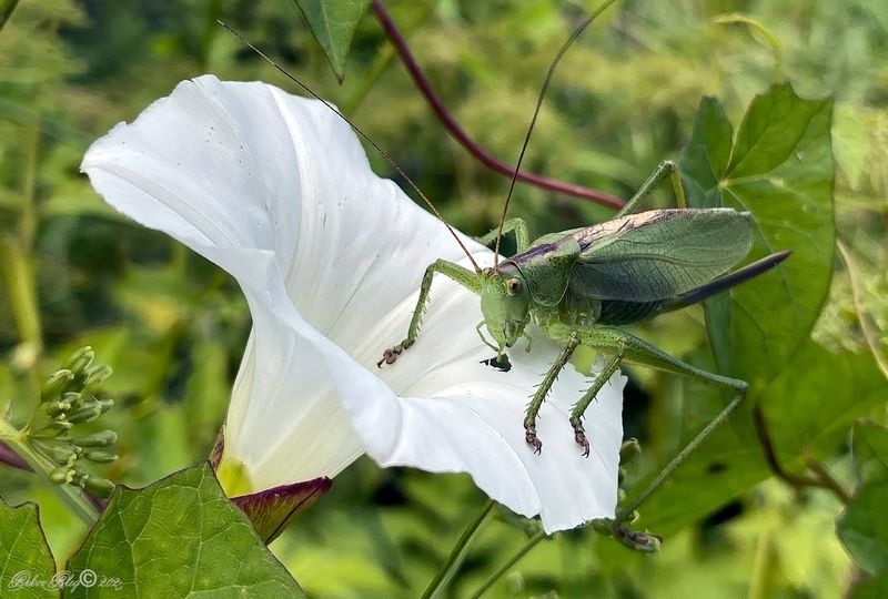 Завтрак... фото превью
