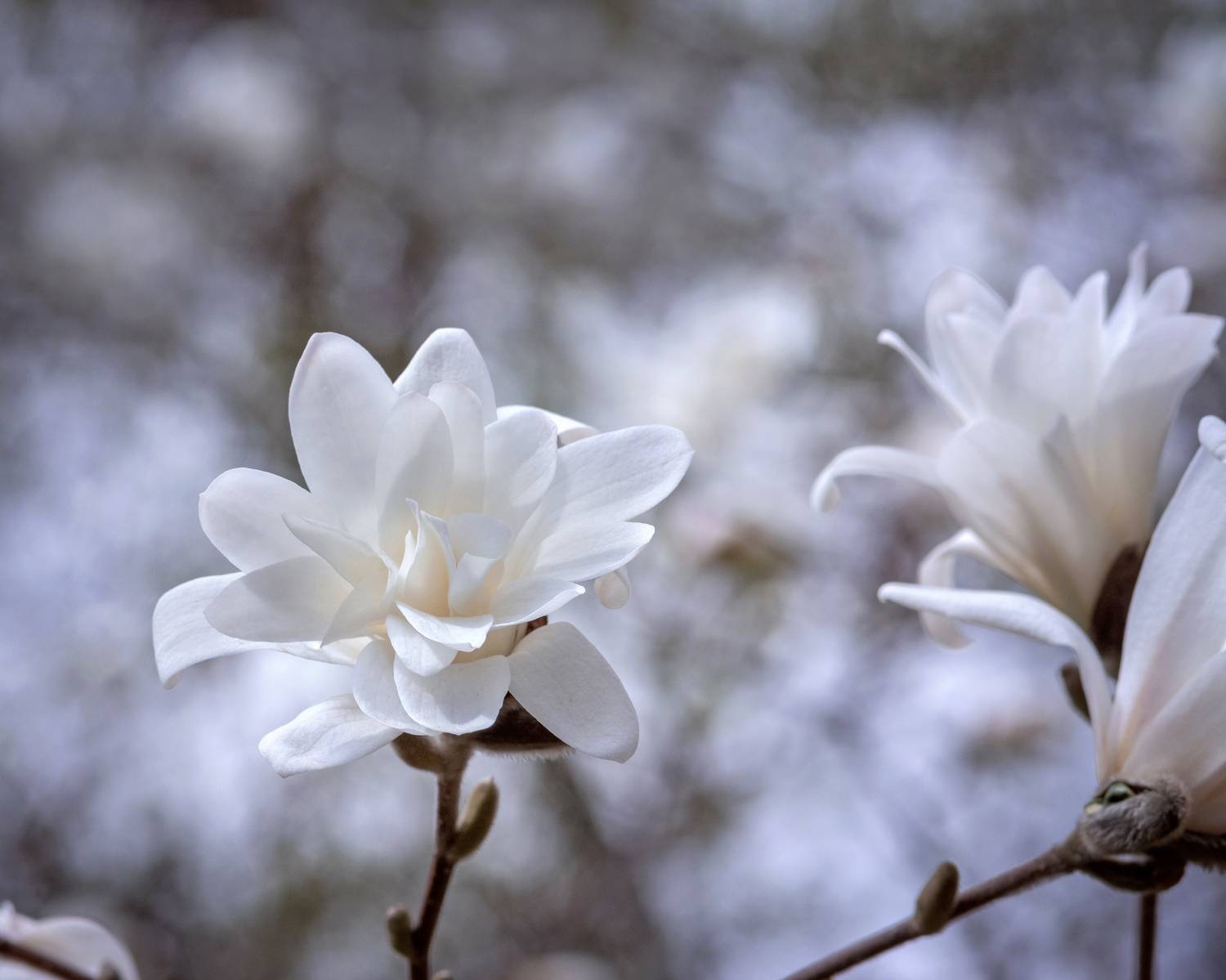 магнолия, цветы, природа, макро, боке, Завьялова Людмила