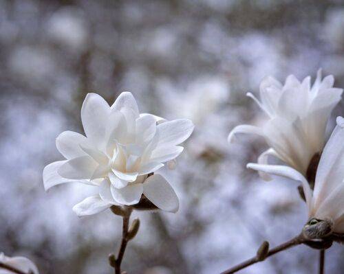 Нежная магнолия