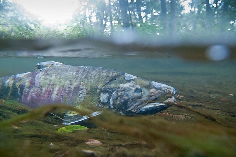 камчатка, рыба, нерест, кета, лосось Он свое дела сделал фото превью