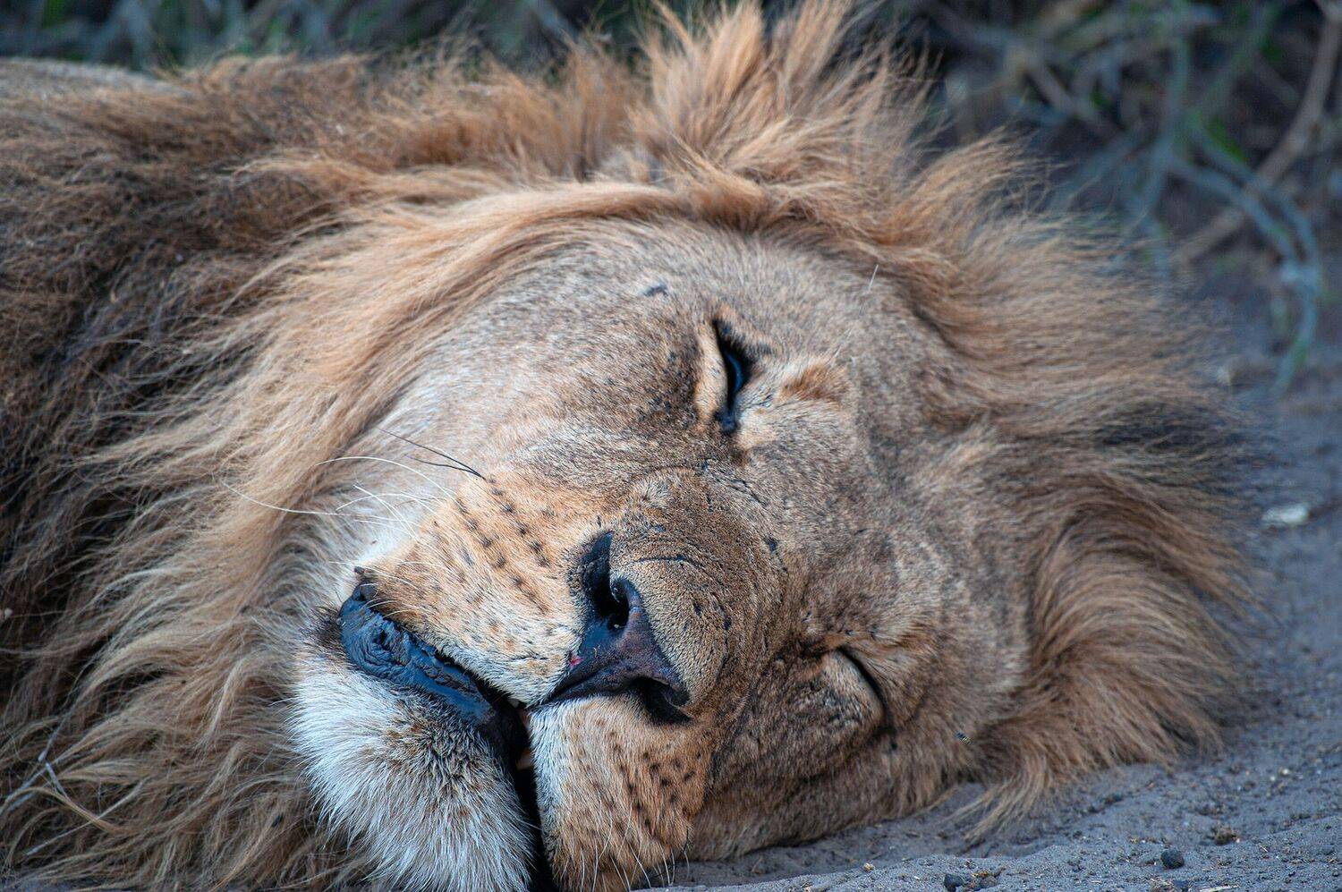 лев, ботсвана, Виталий Филючков