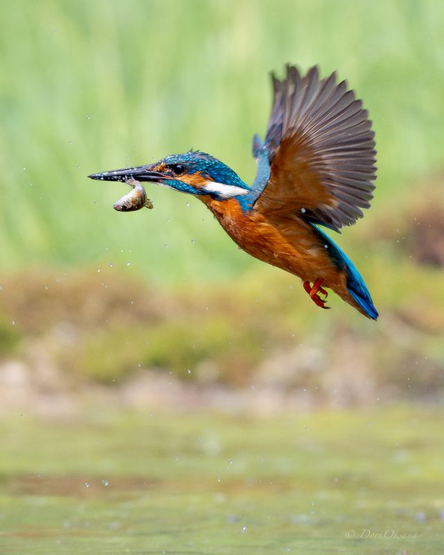 зимородок, птица, в, полете, kingfisher, bird, in, flight Домой с уловом! фото превью