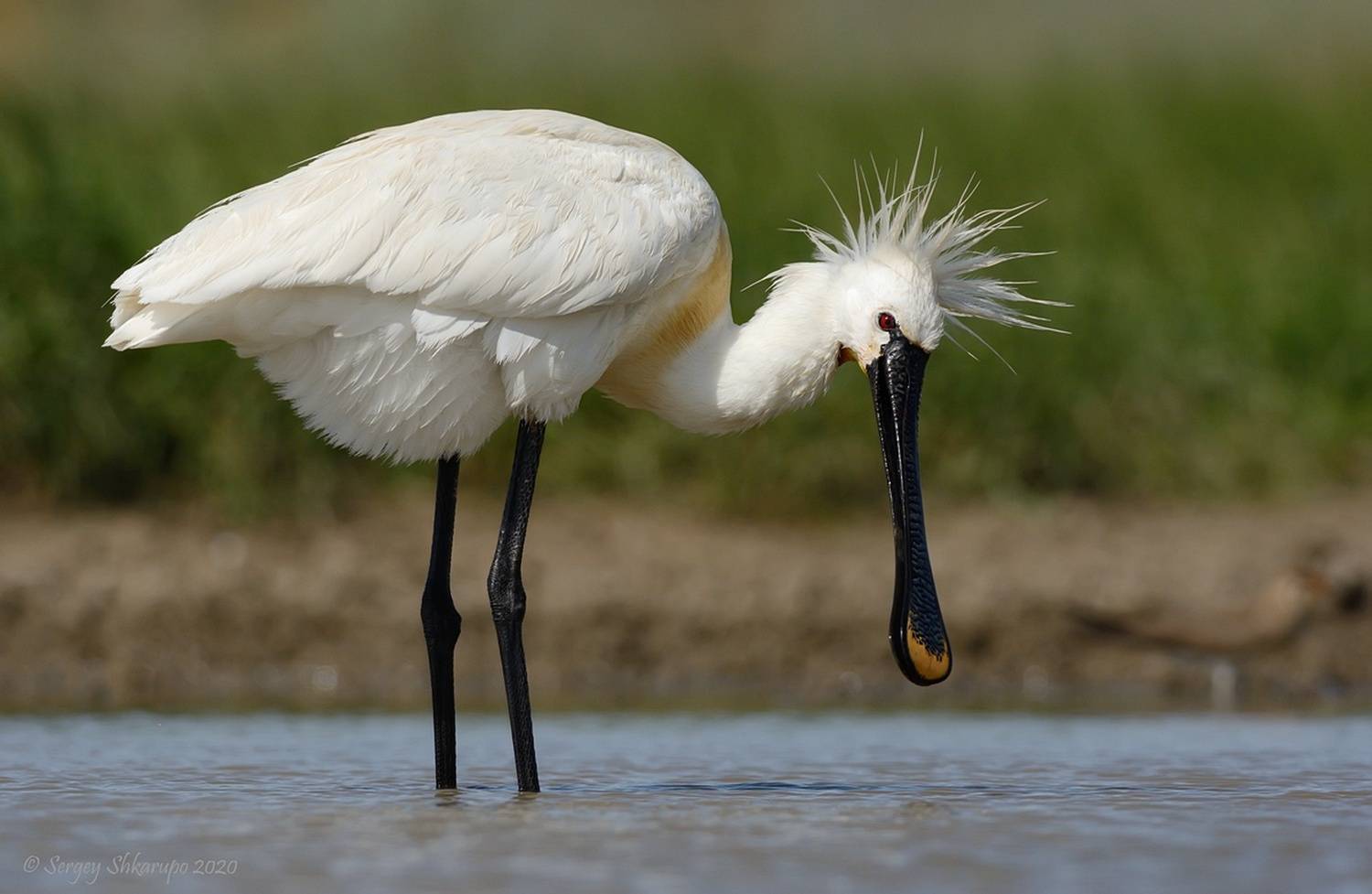 , Сергей Шкарупо