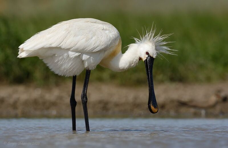 Звезда фото превью