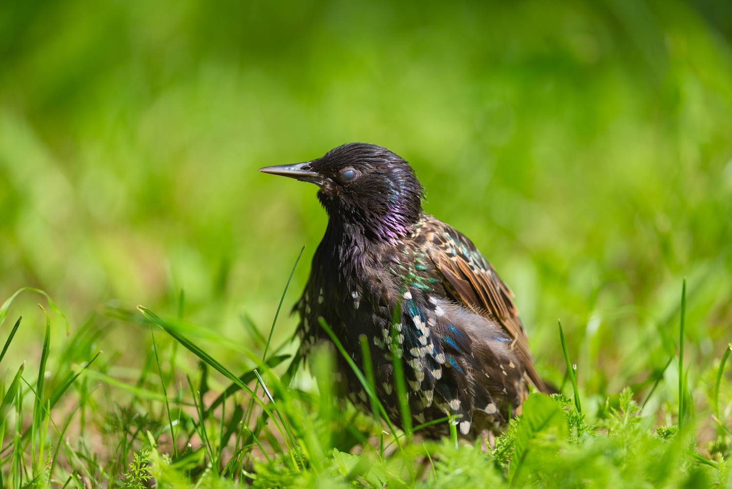 скворец, птица, птицы, лето, лес, парк, природа, фотоохота, петербург, санкт-петербург, спб, Воронов Денис