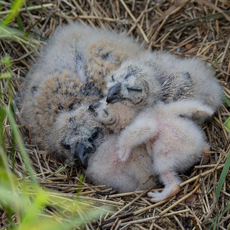 болотная сова, сова, птицы, совенок, совята Совиные сбнимашки фото превью