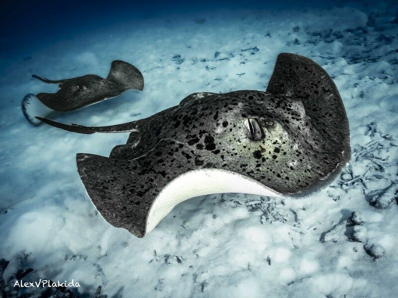 Есть такая профессия: патрулировать морское дно фото превью