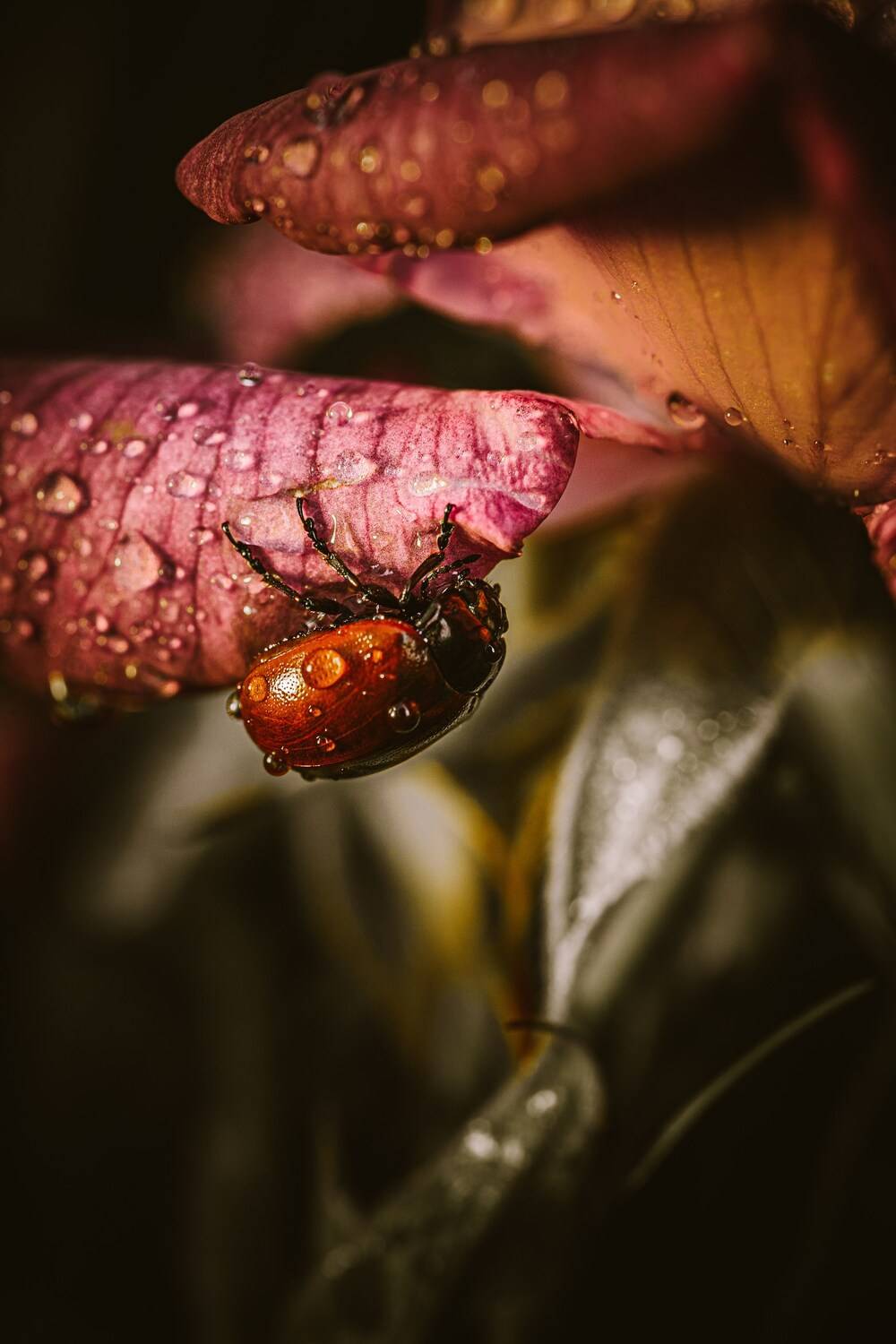 , Сергей Белокуров