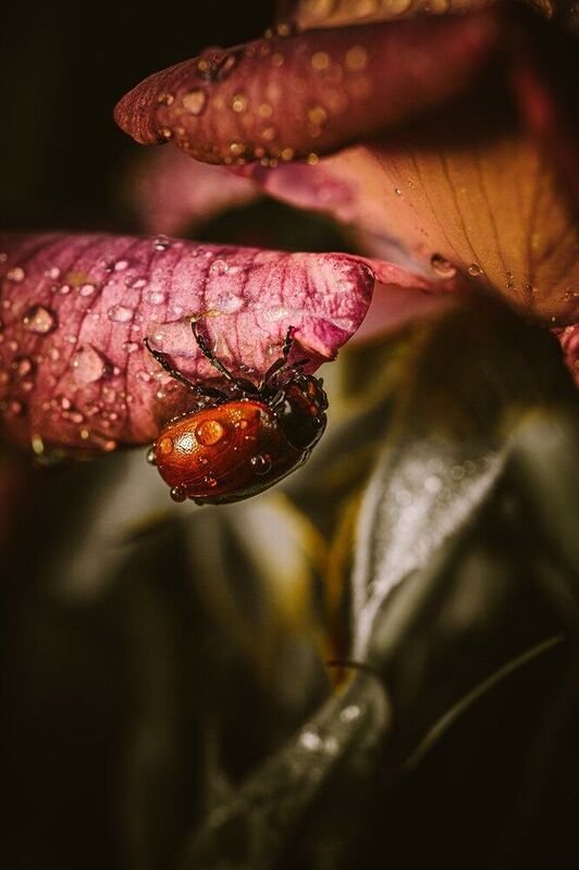 Еще раз листоед фото превью