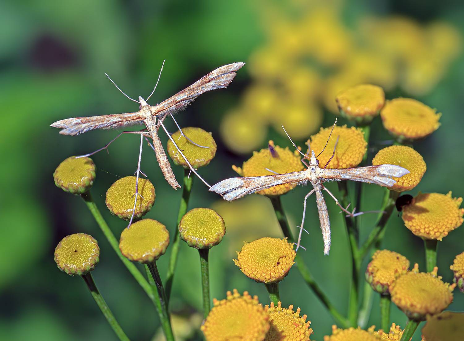 насекомые, бабочка, моль, пальцекрылка, пижма, лето, июль, Борис Новиков